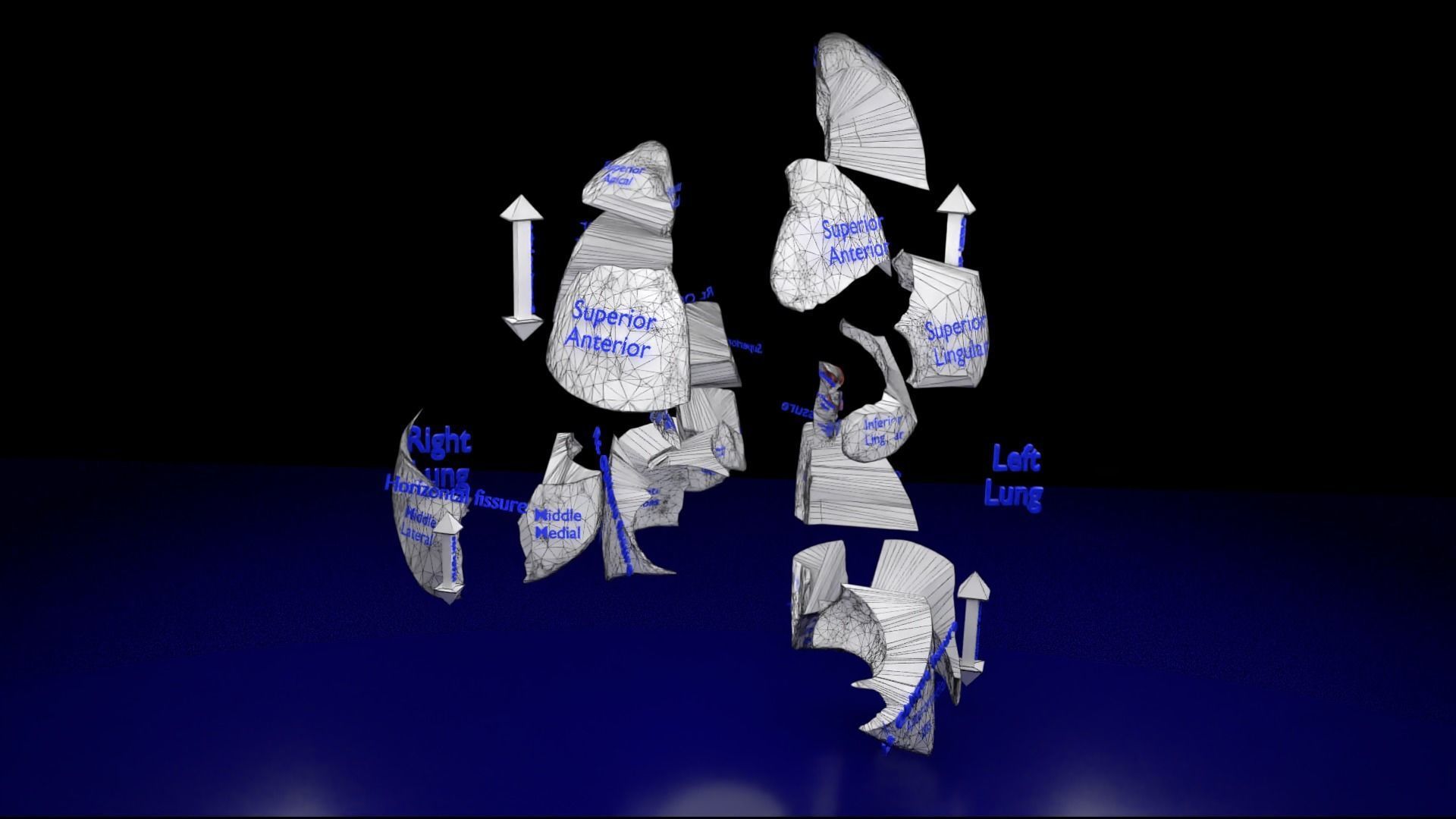 Lung Pulmonary segment anatomy 3D model_30