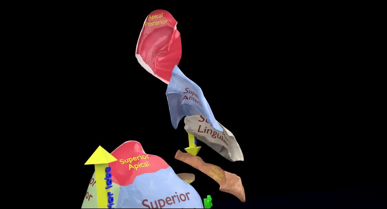Lung Pulmonary segment anatomy 3D model_17