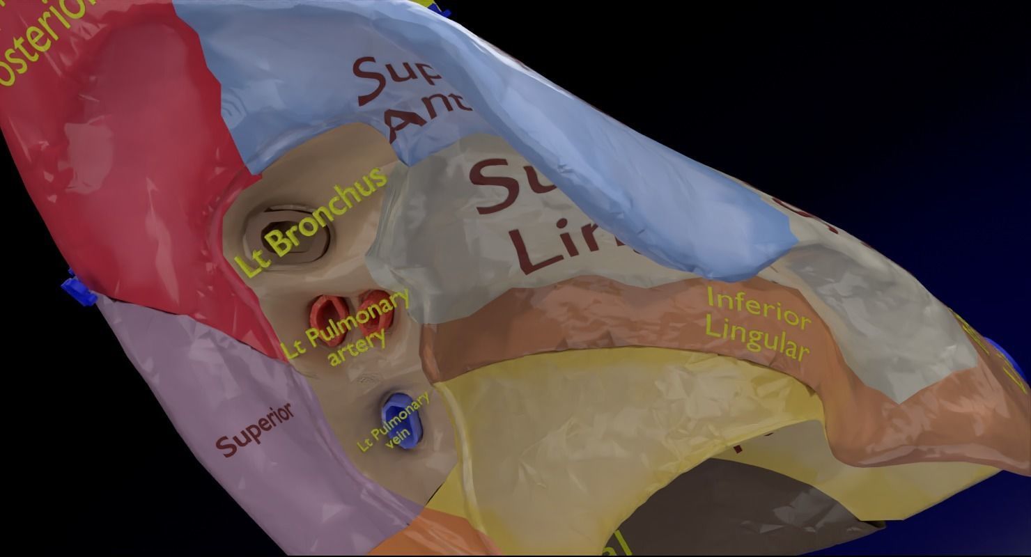 Lung Pulmonary segment anatomy 3D model_10