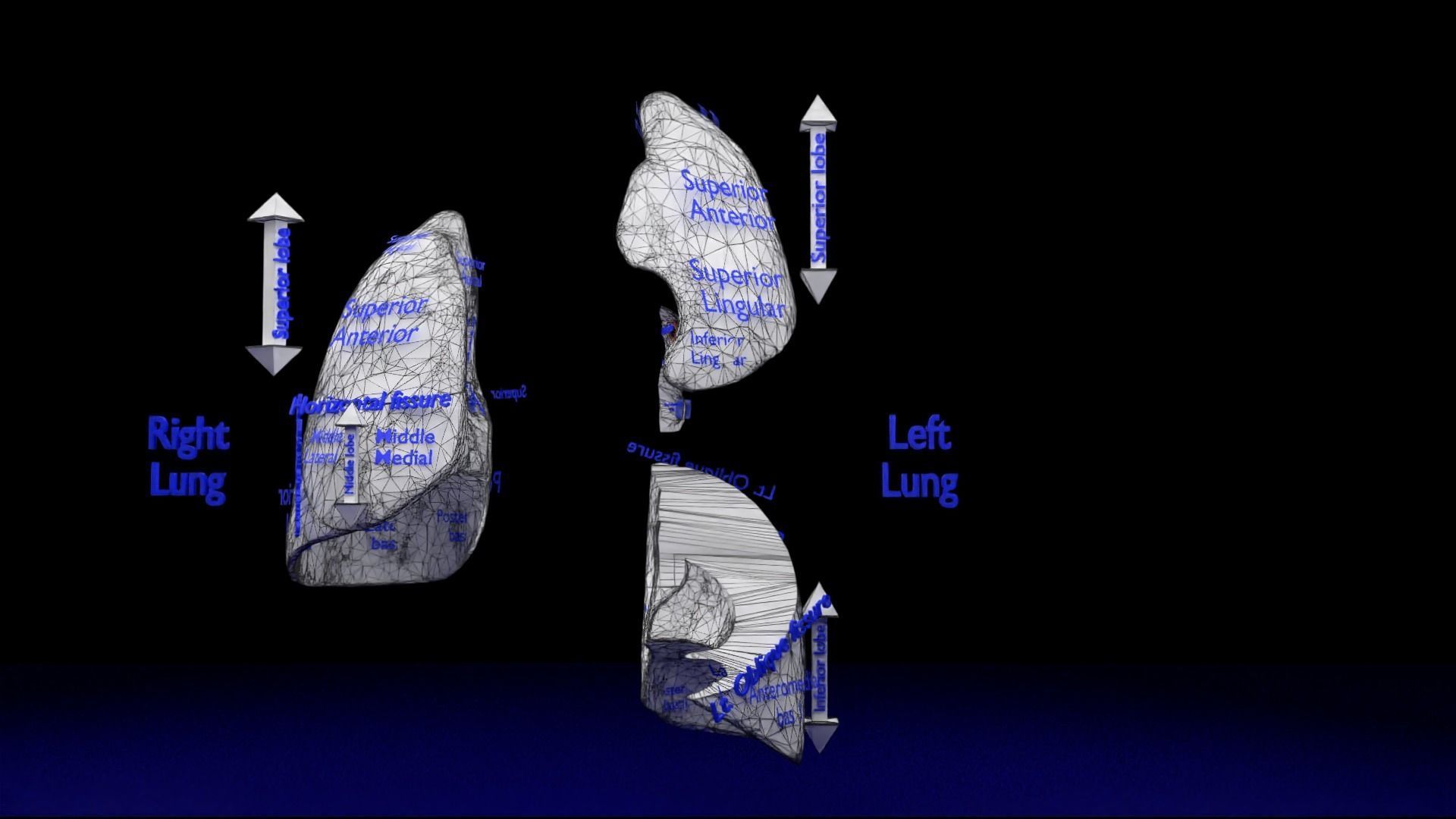 Lung Pulmonary segment anatomy 3D model_38