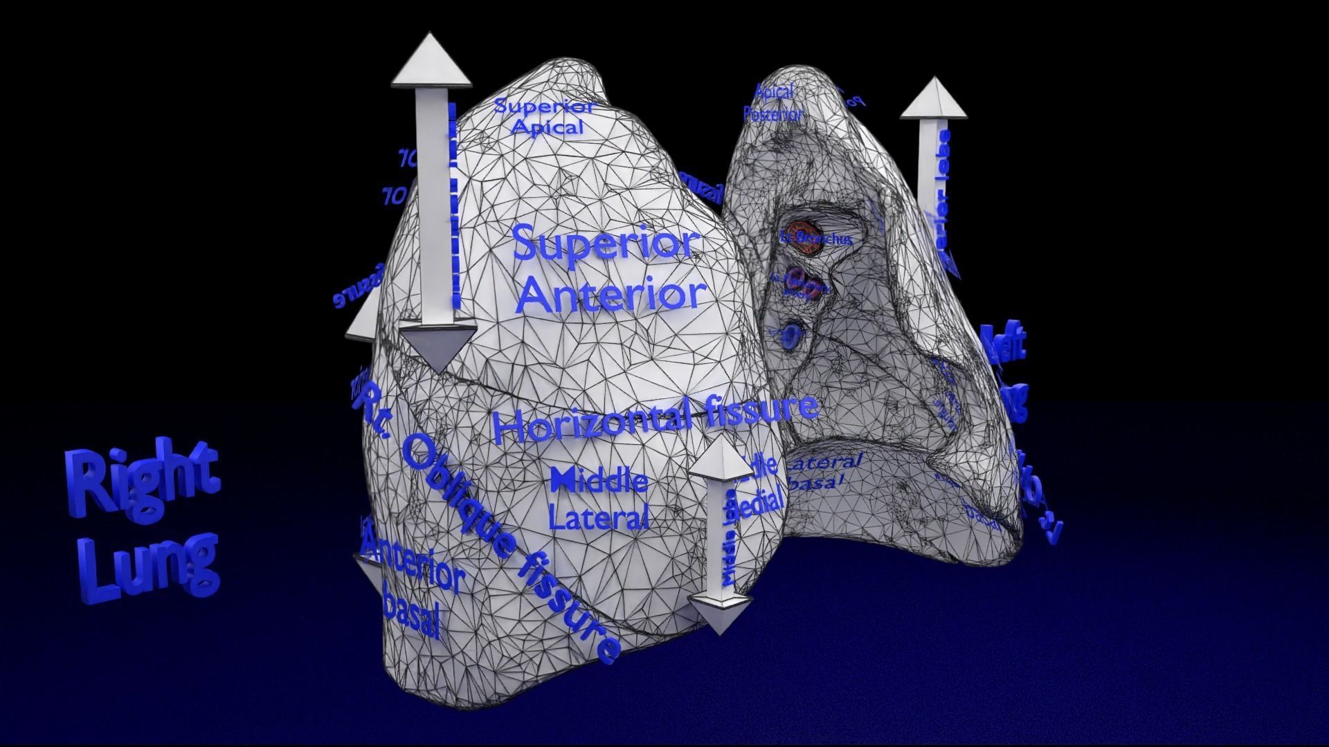 Lung Pulmonary segment anatomy 3D model_36
