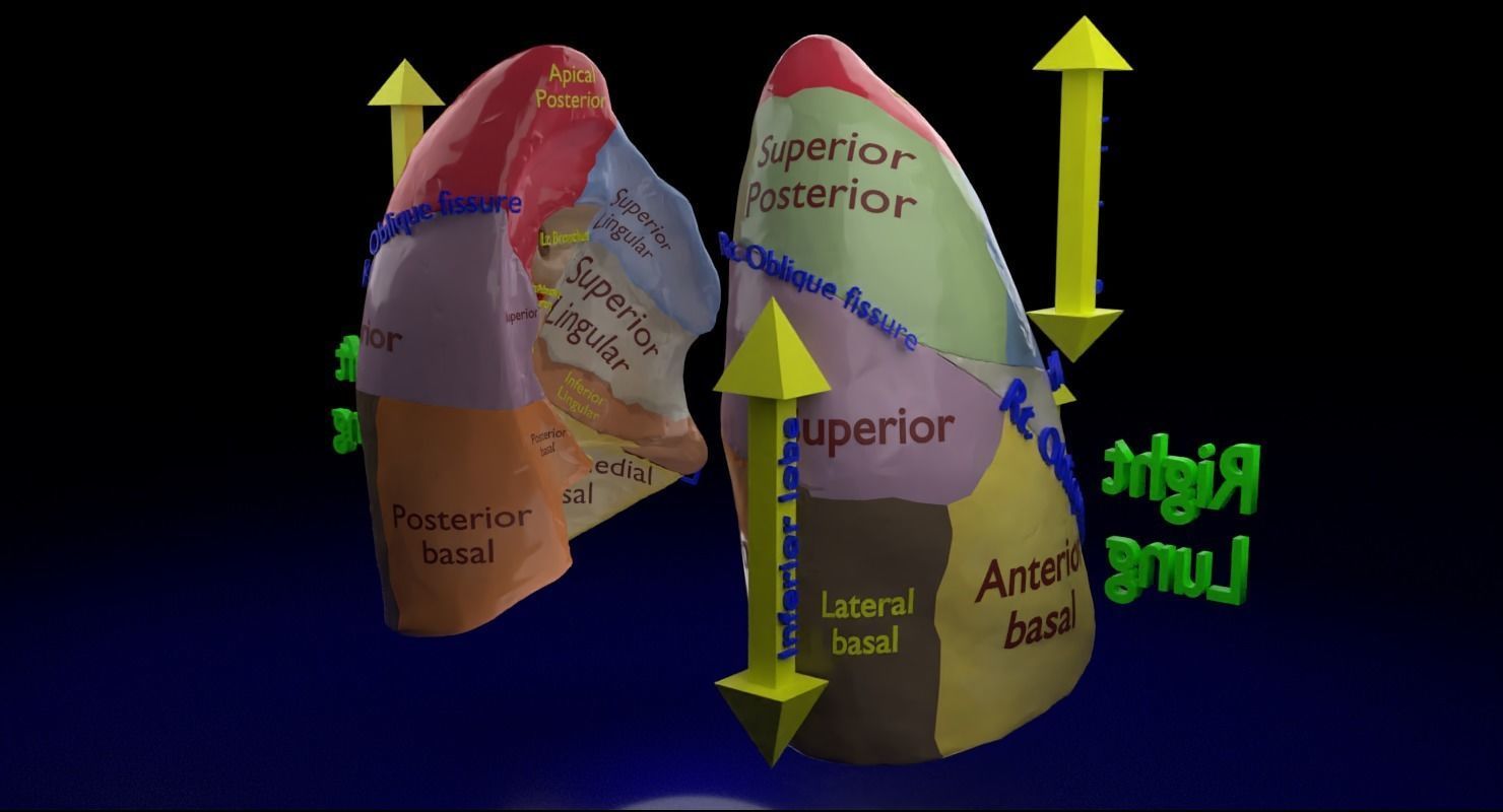 Lung Pulmonary segment anatomy 3D model_1