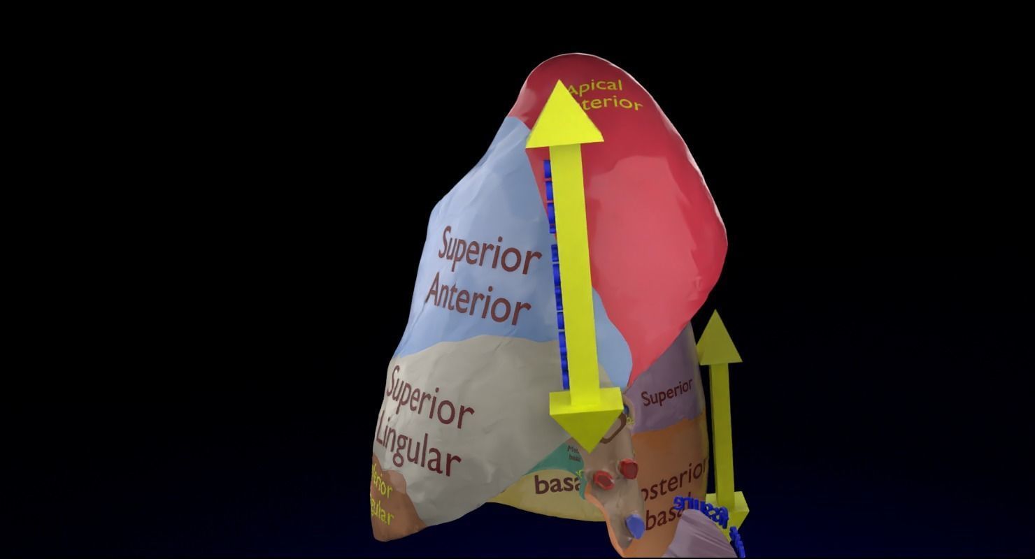 Lung Pulmonary segment anatomy 3D model_16