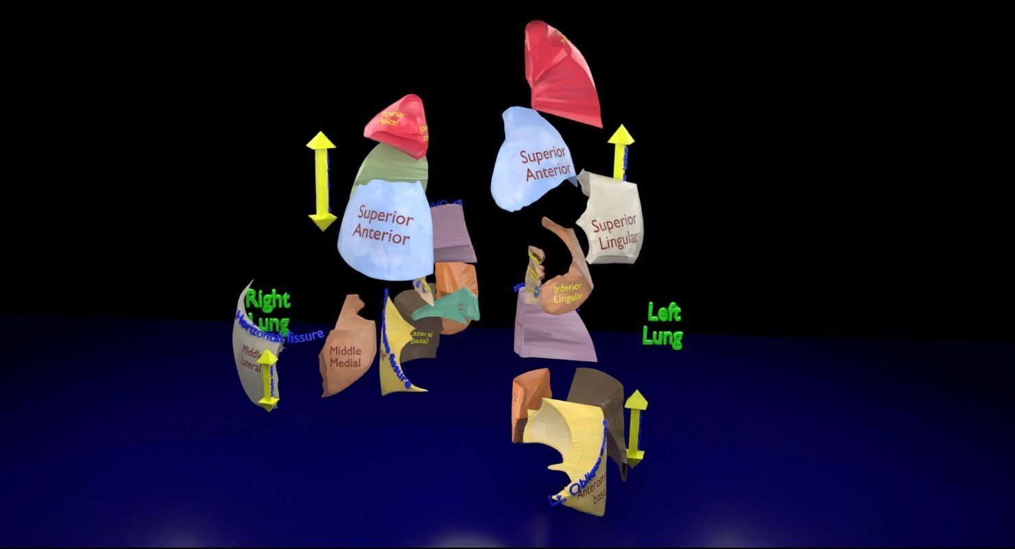 Lung Pulmonary segment anatomy 3D model_7