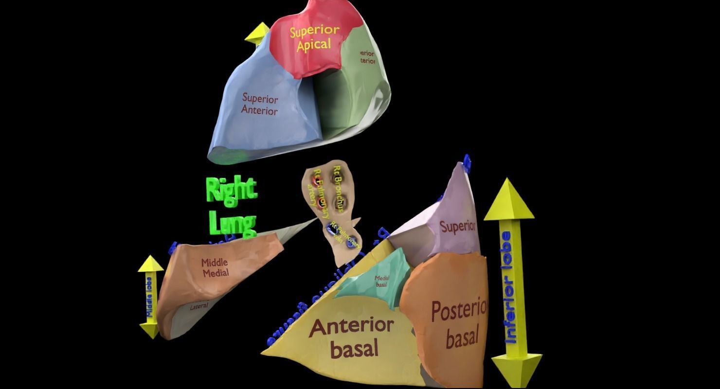 Lung Pulmonary segment anatomy 3D model_25