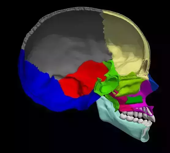3d model of half skull with cranium and manidible 3D model