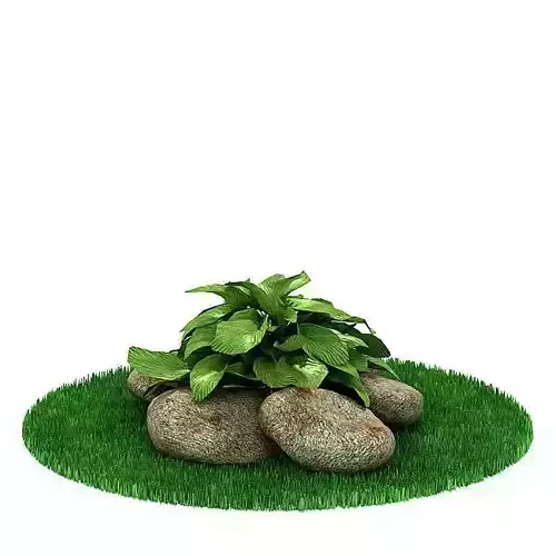 Green Leafy Plant With Stones