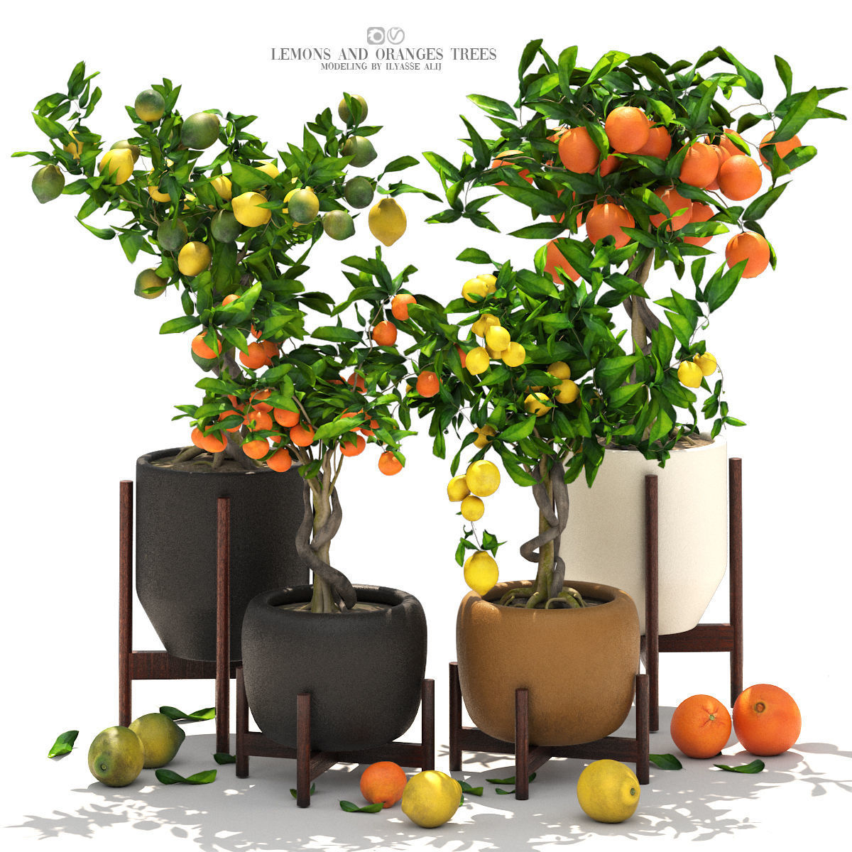 Collection of plants 002 lemons and oranges trees  3D model_1
