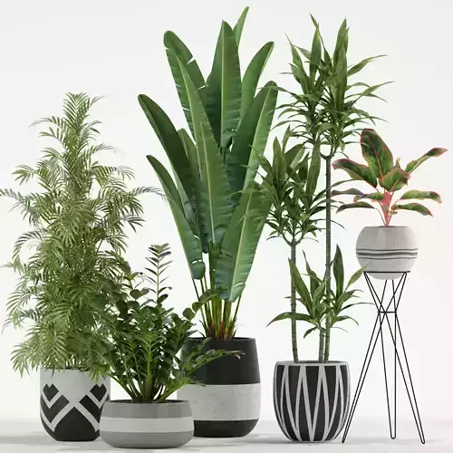 Plants collection 726 3D model