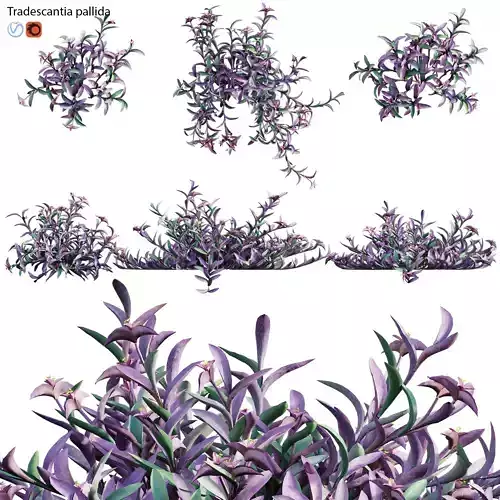 Tradescantia pallida - Purple Heart