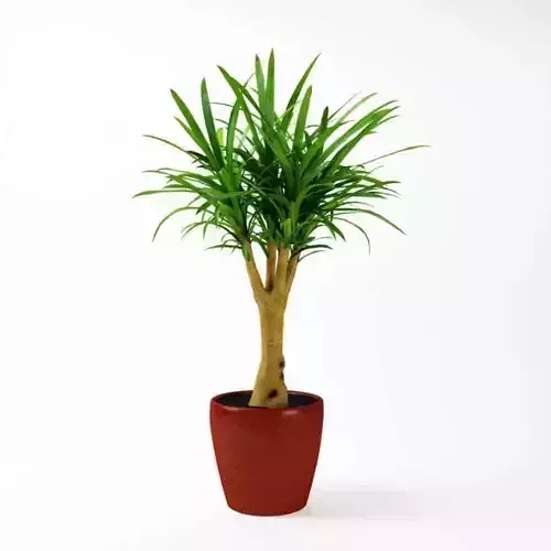 Potted Green Plant