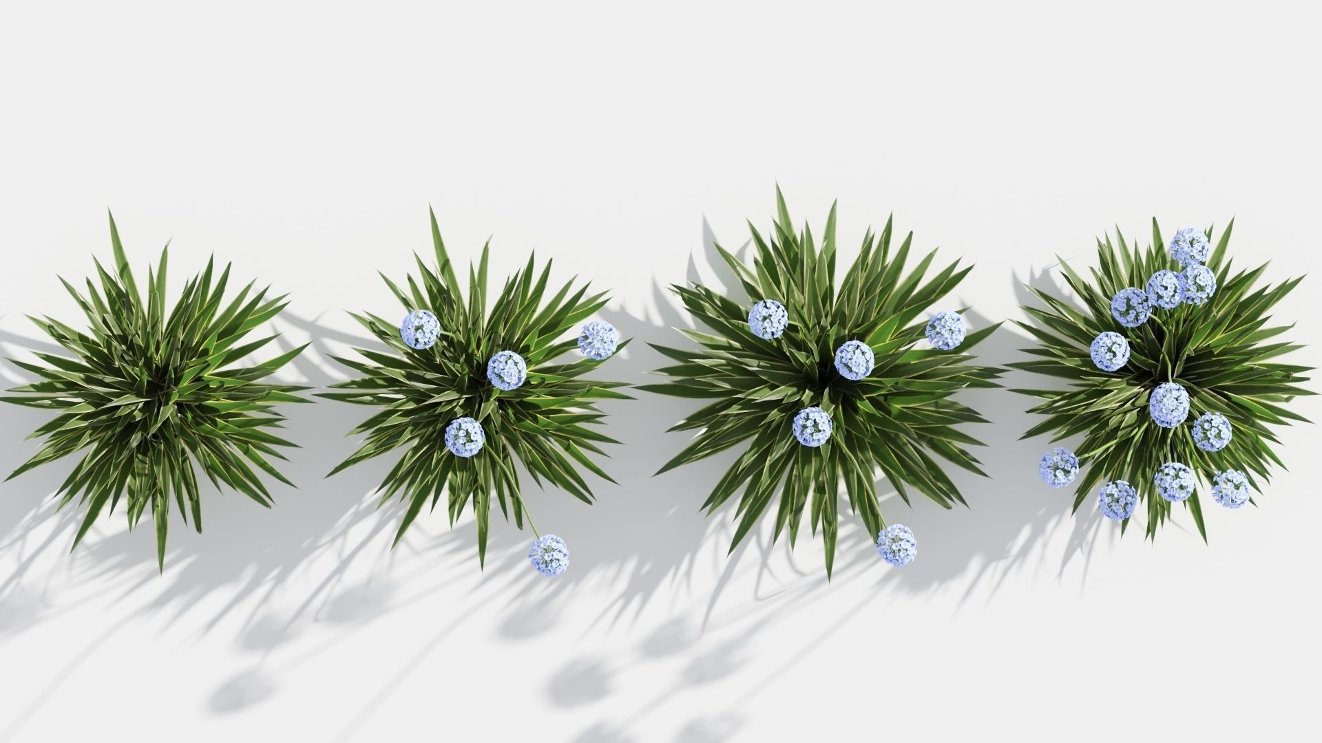Agapanthus hyacinths in row 3D model_2