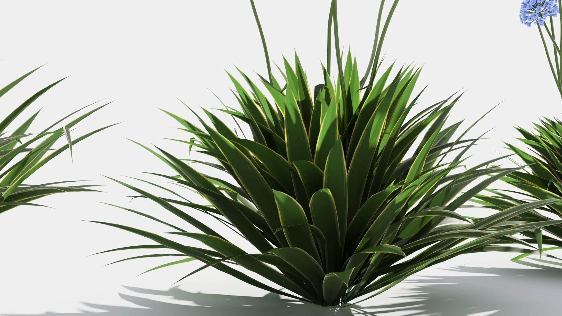 Agapanthus hyacinths in row 3D model_5