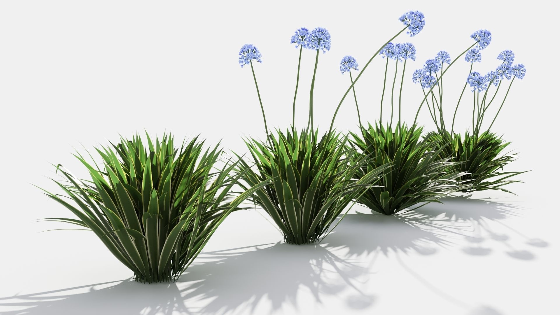 Agapanthus hyacinths in row 3D model_3