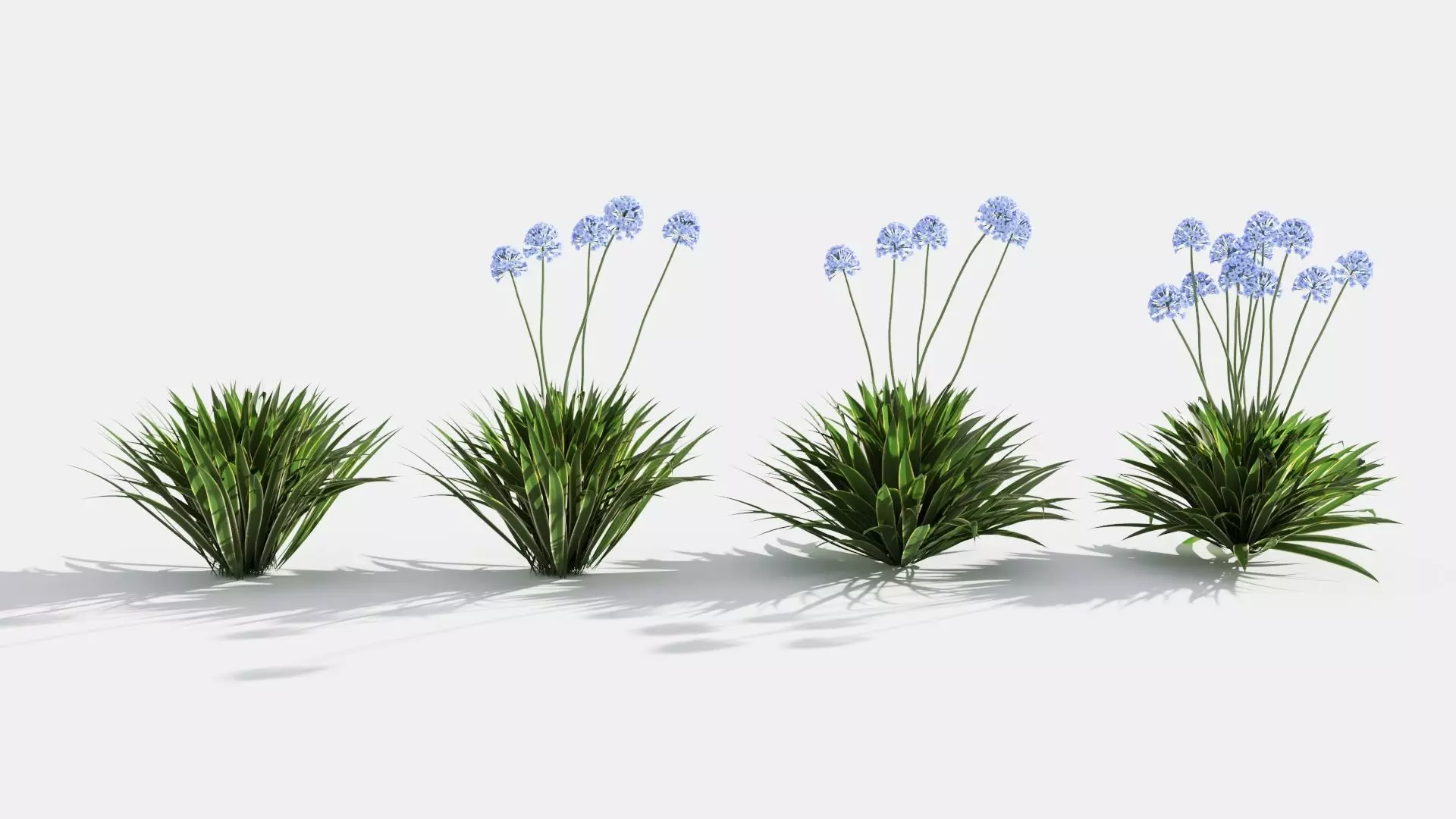 Agapanthus hyacinths in row 3D model_0