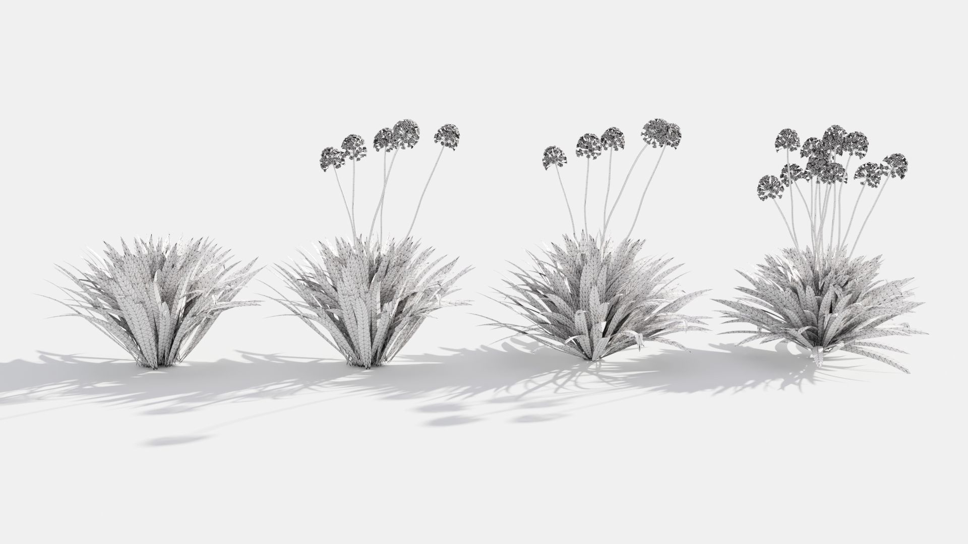 Agapanthus hyacinths in row 3D model_7