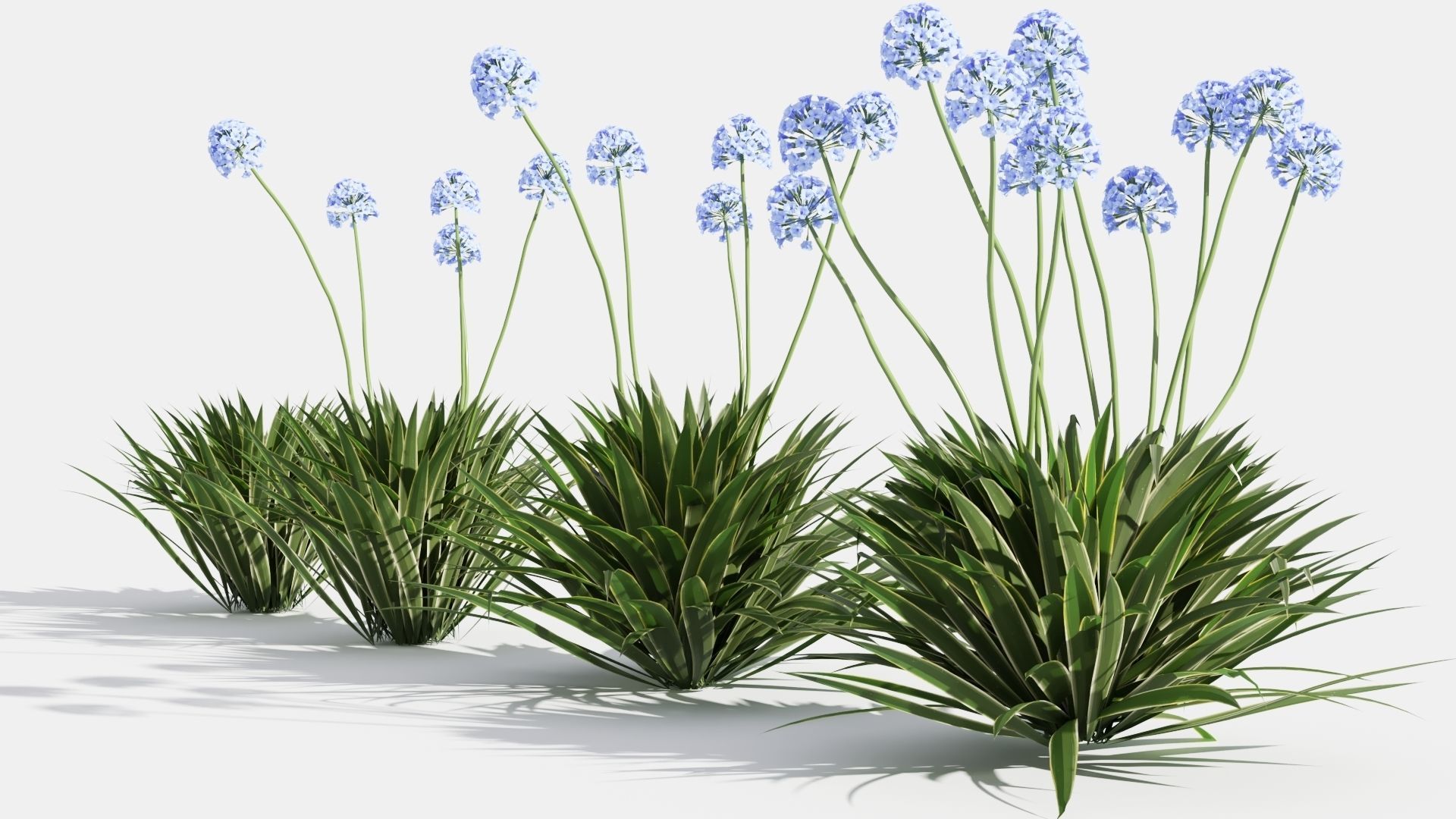 Agapanthus hyacinths in row 3D model_4