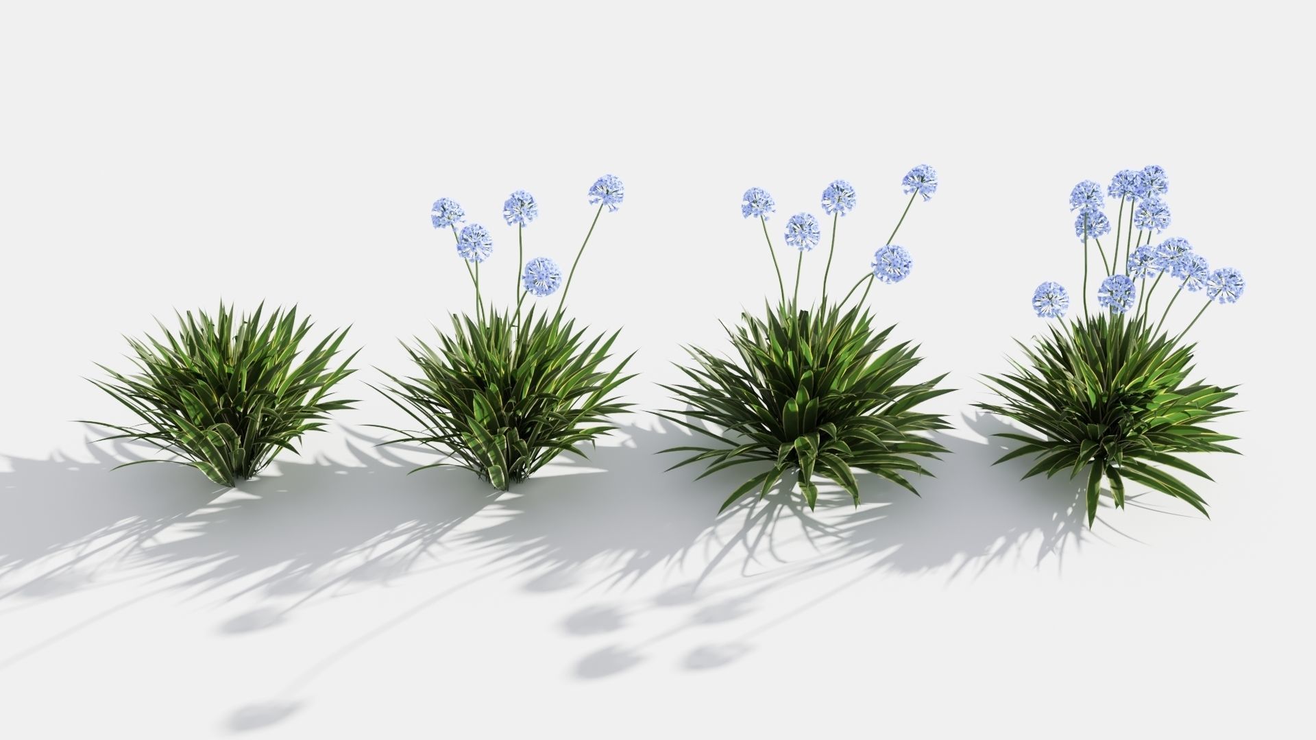 Agapanthus hyacinths in row 3D model_1