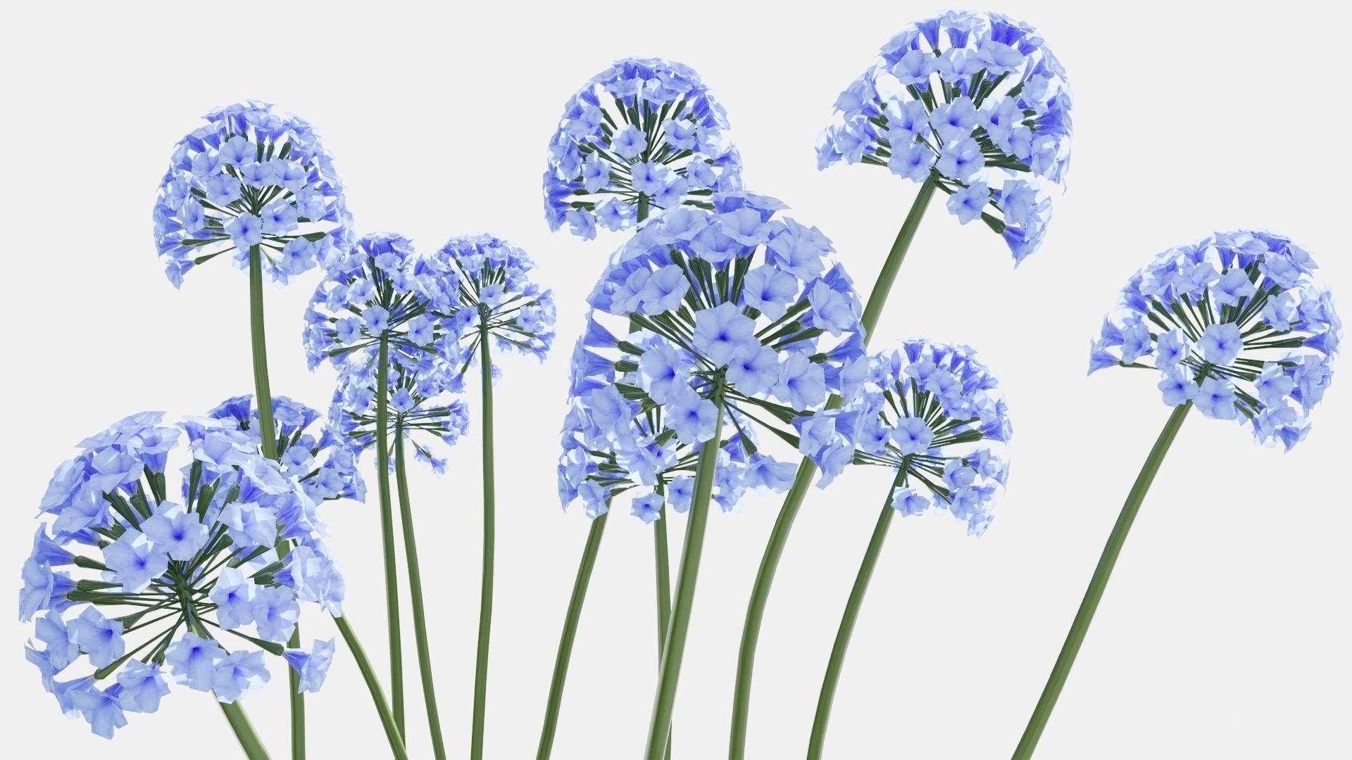 Agapanthus hyacinths in row 3D model_6