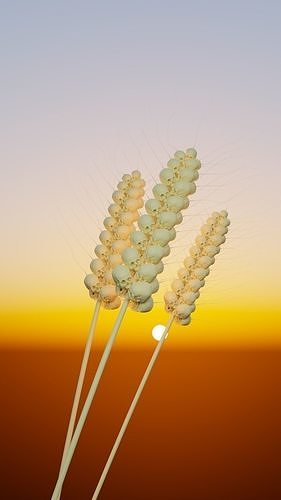 Wheat Scull Free 3D model