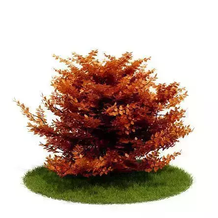 Small Orange Shrub Plant