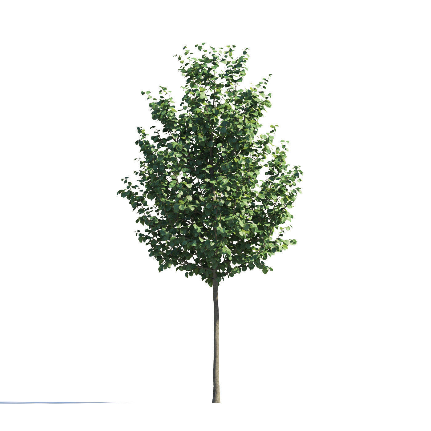 Archmodels vol 258 - collection of seasonal trees 3D model_105