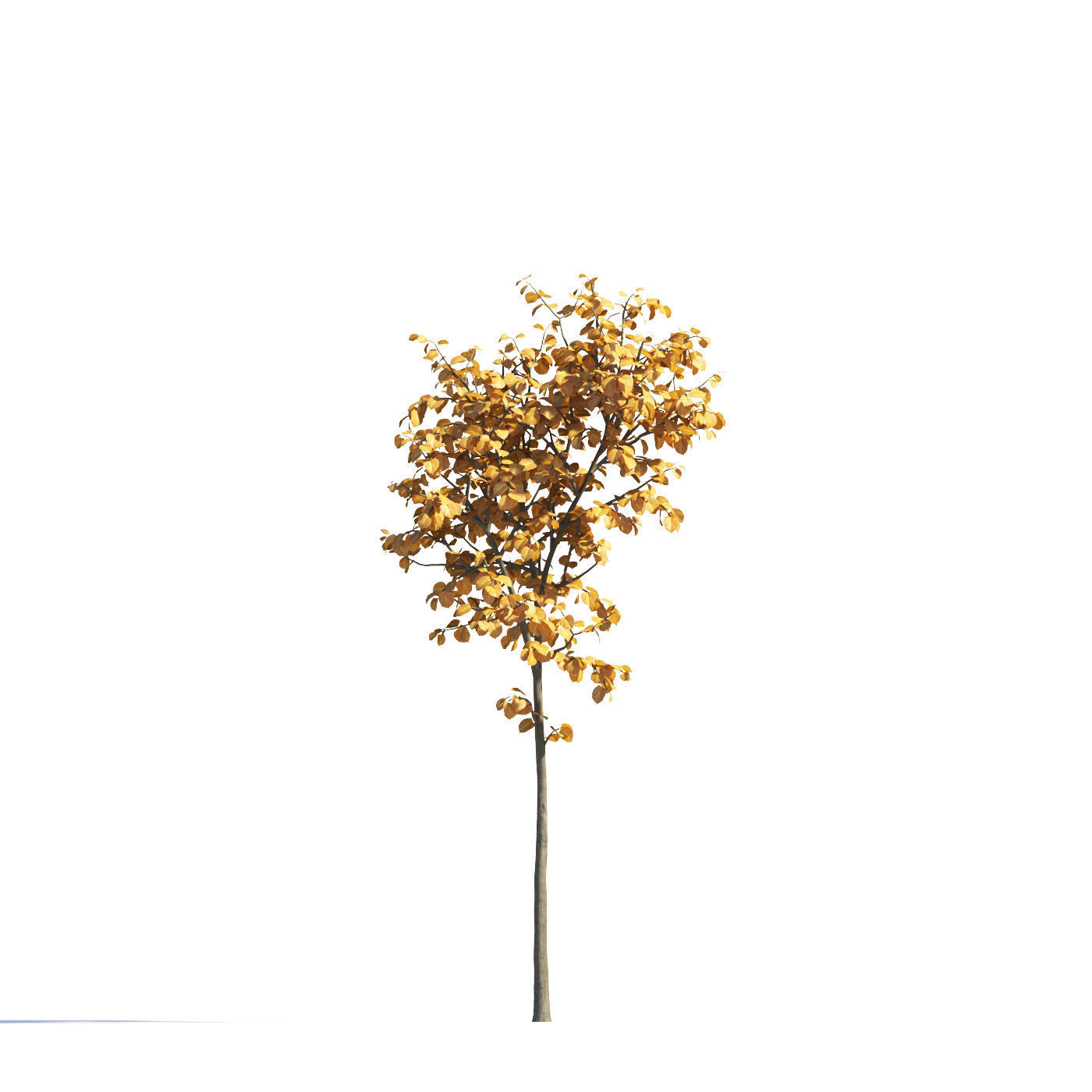 Archmodels vol 258 - collection of seasonal trees 3D model_22