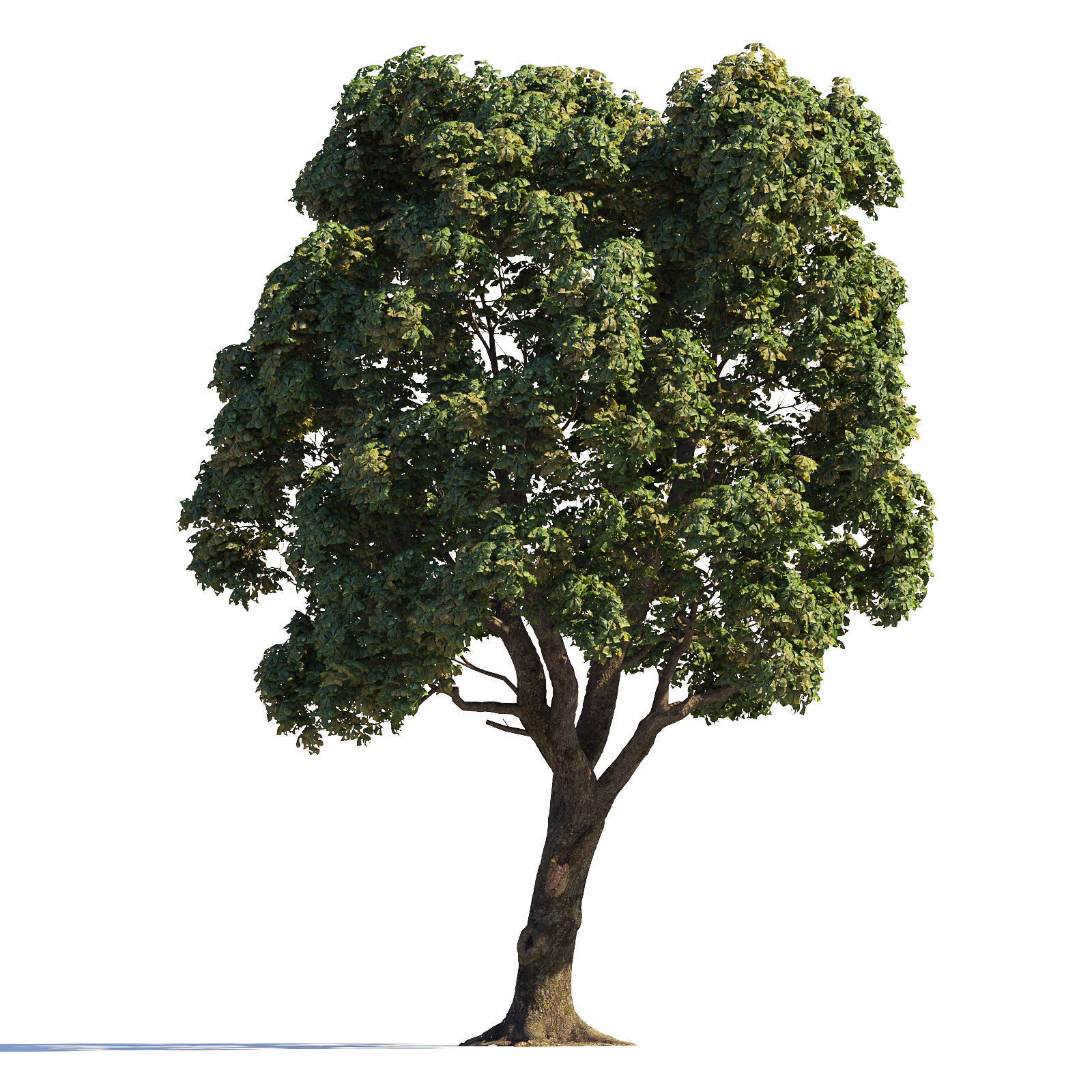 Archmodels vol 258 - collection of seasonal trees 3D model_97