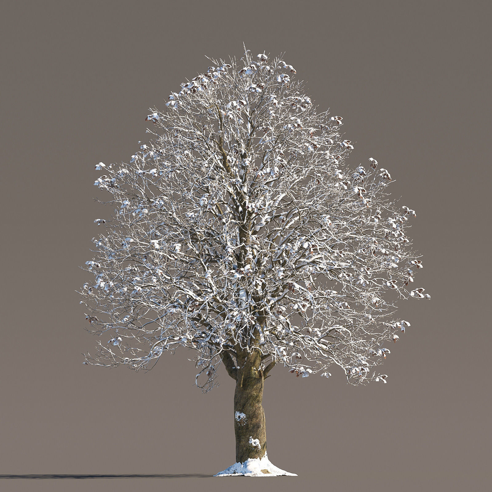 Archmodels vol 258 - collection of seasonal trees 3D model_58