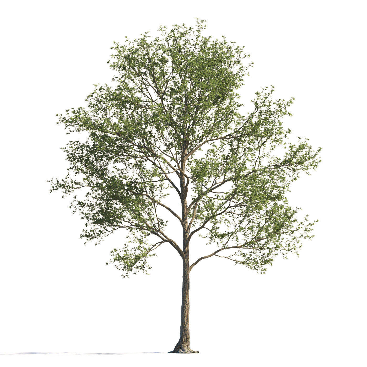 Archmodels vol 258 - collection of seasonal trees 3D model_116