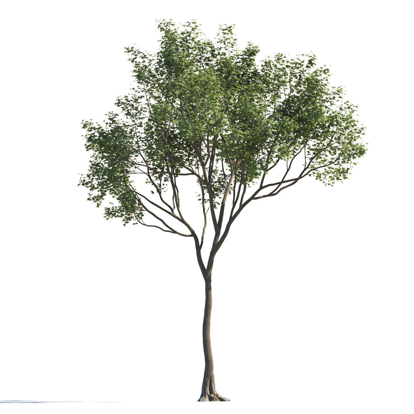 Archmodels vol 258 - collection of seasonal trees 3D model_119