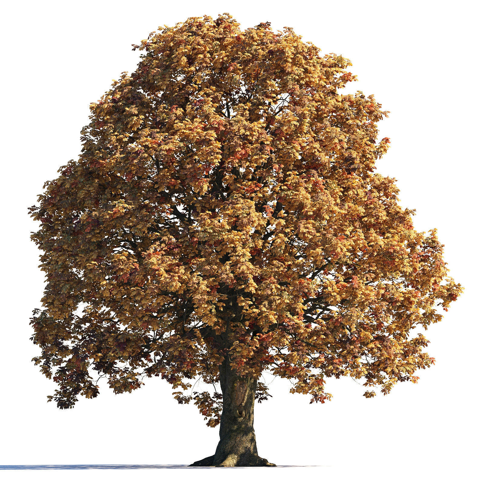 Archmodels vol 258 - collection of seasonal trees 3D model_21