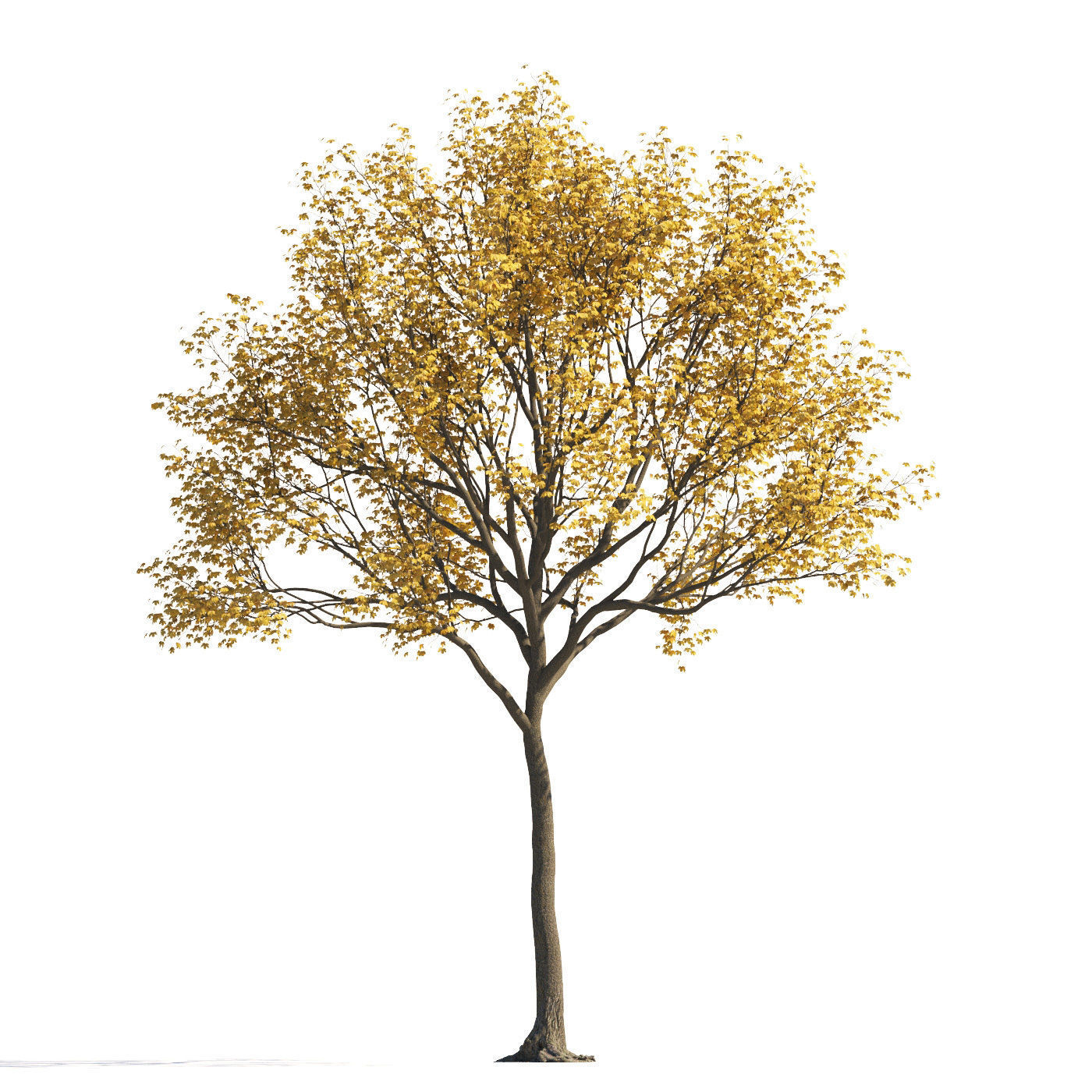 Archmodels vol 258 - collection of seasonal trees 3D model_37