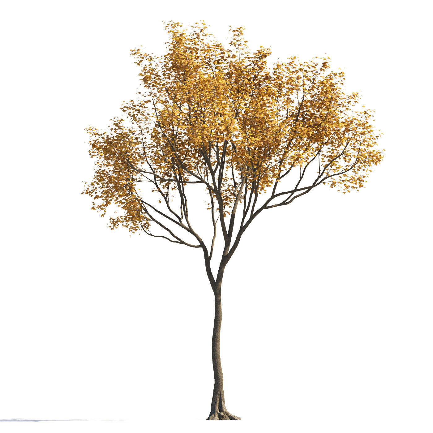 Archmodels vol 258 - collection of seasonal trees 3D model_39