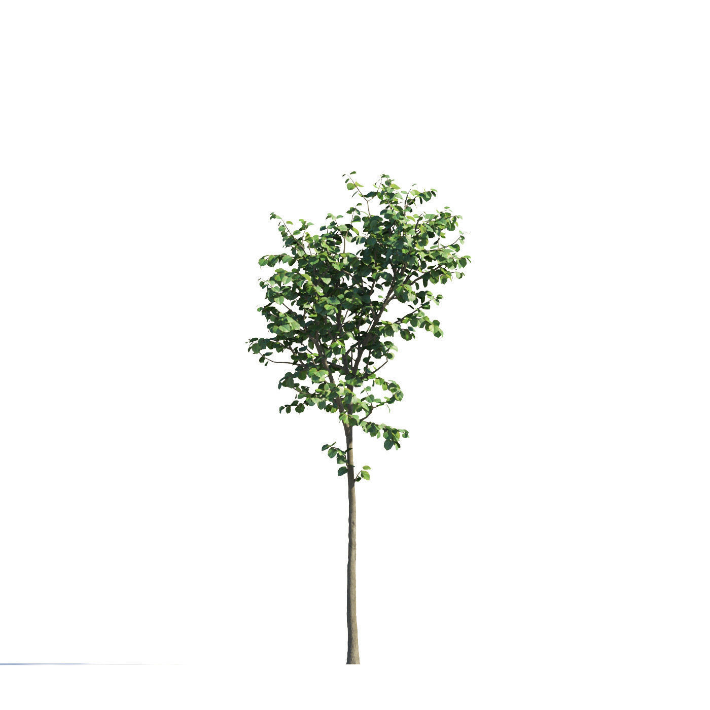 Archmodels vol 258 - collection of seasonal trees 3D model_102