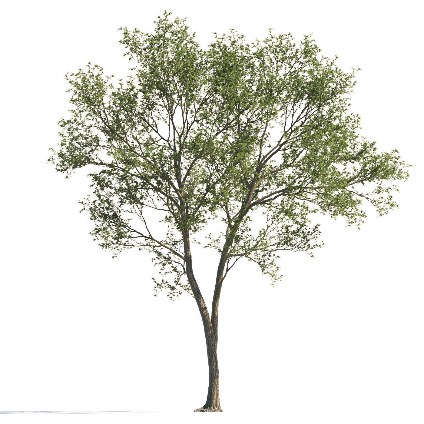 Archmodels vol 258 - collection of seasonal trees 3D model_115