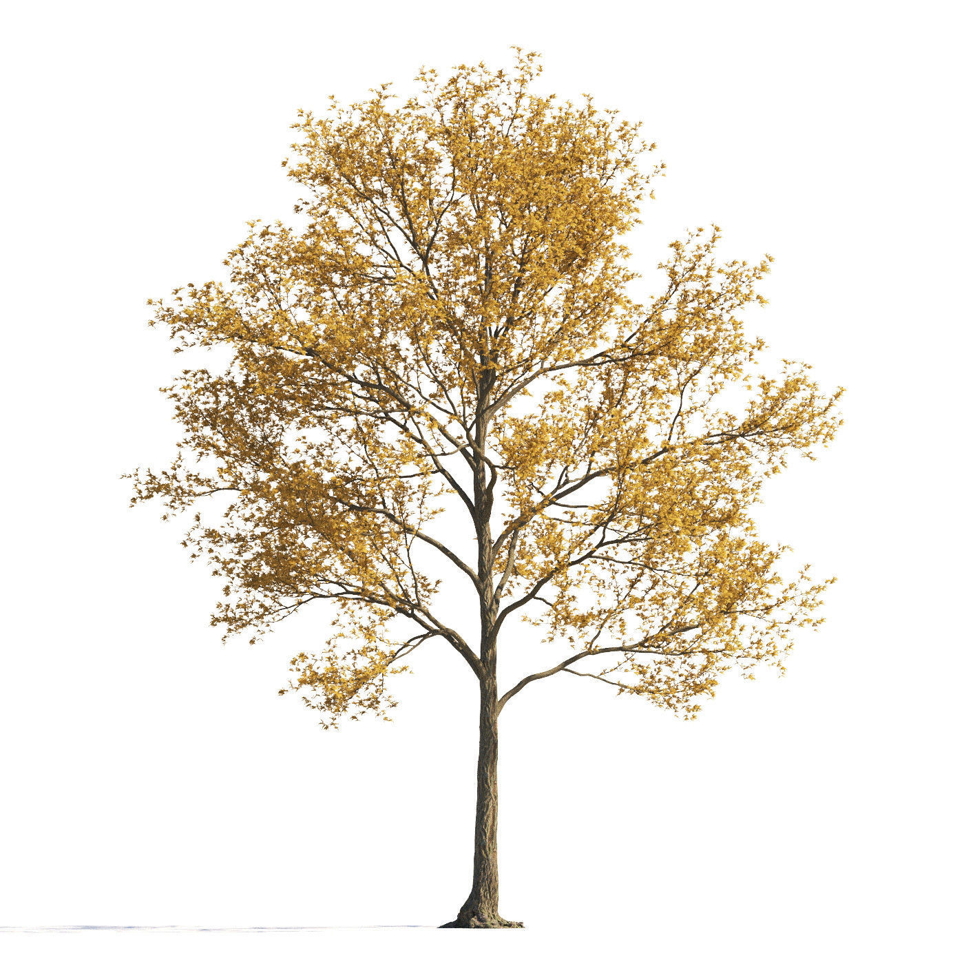 Archmodels vol 258 - collection of seasonal trees 3D model_36