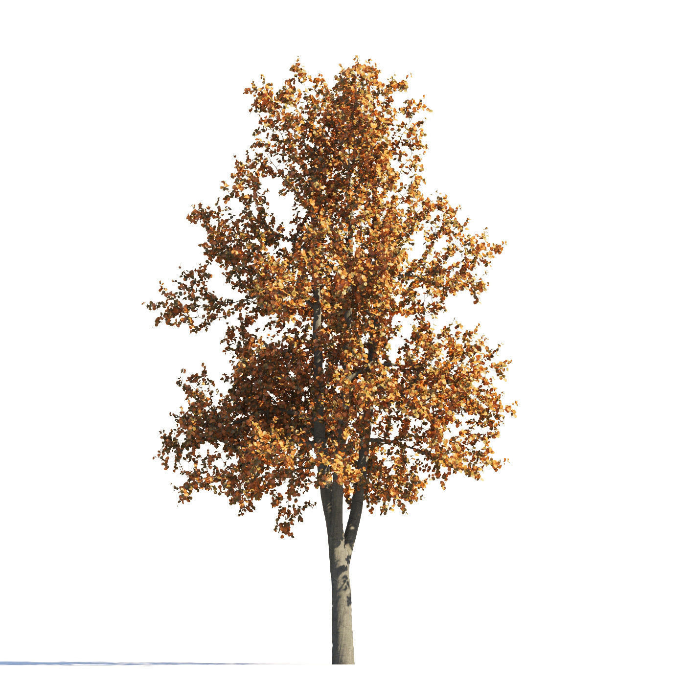Archmodels vol 258 - collection of seasonal trees 3D model_28