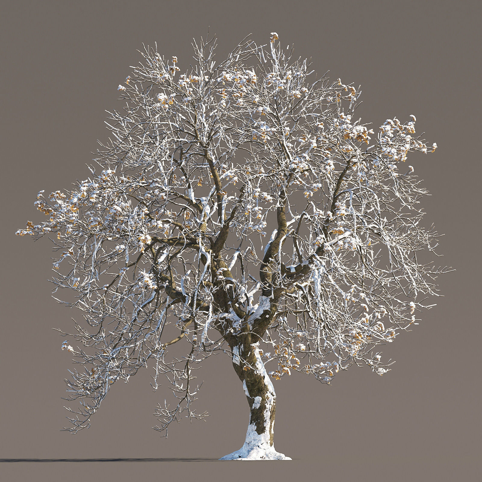 Archmodels vol 258 - collection of seasonal trees 3D model_55
