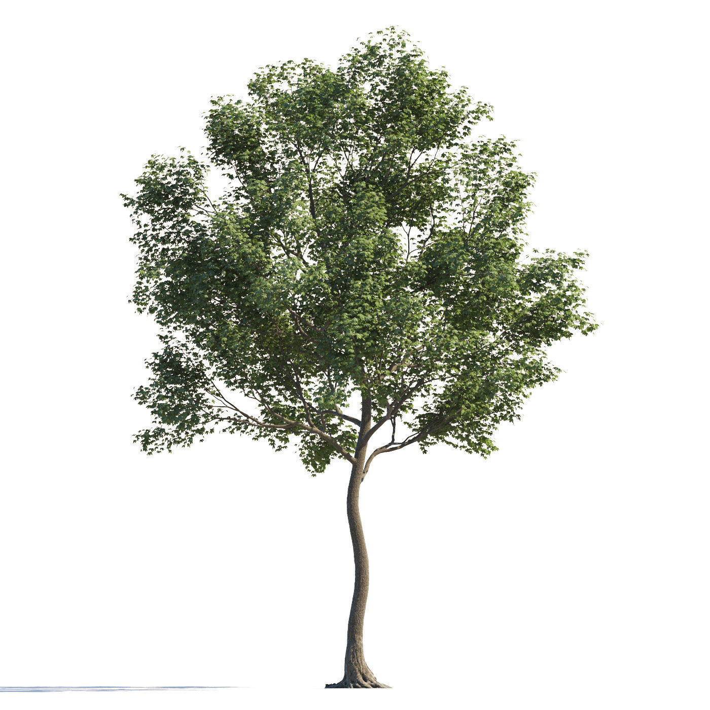 Archmodels vol 258 - collection of seasonal trees 3D model_120