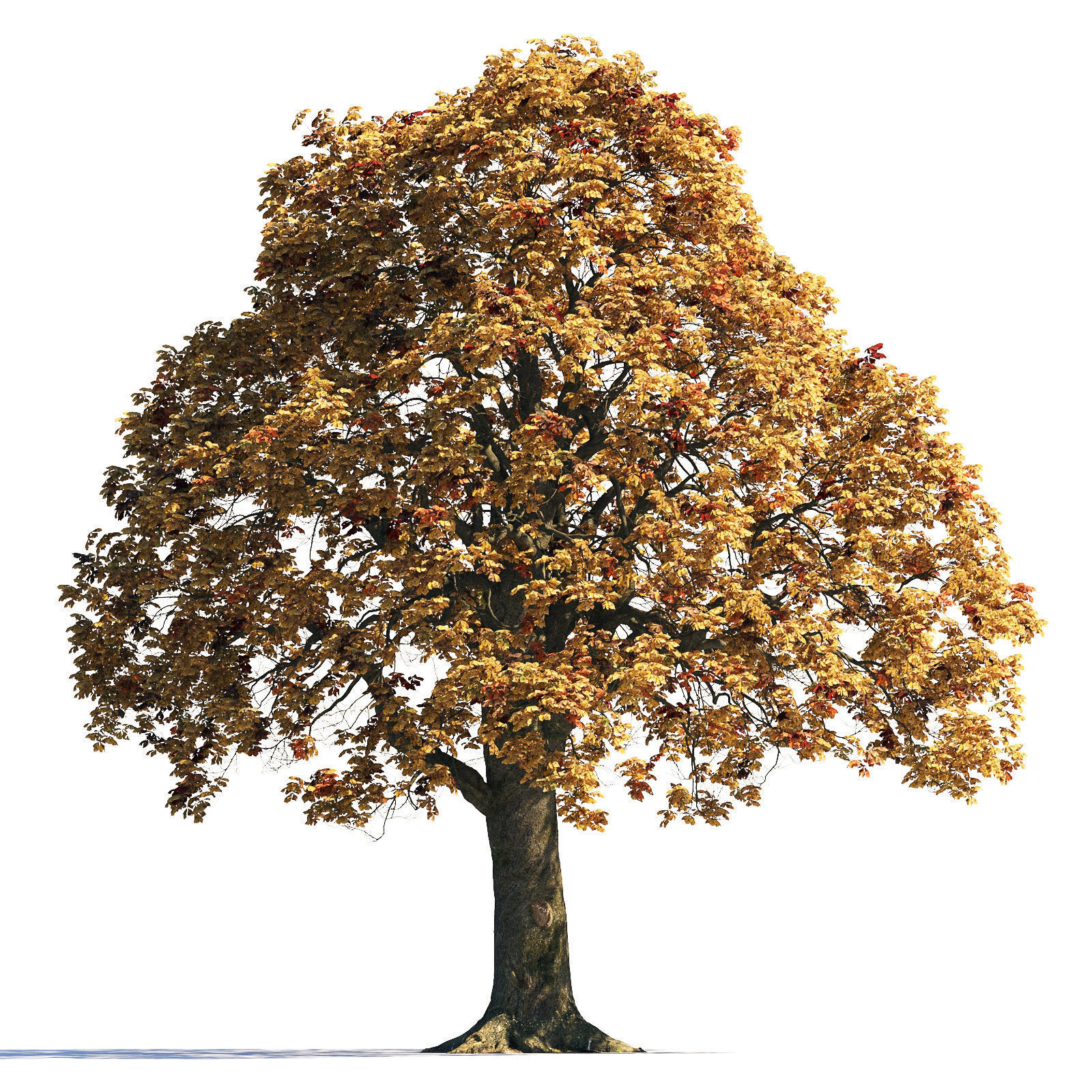 Archmodels vol 258 - collection of seasonal trees 3D model_19