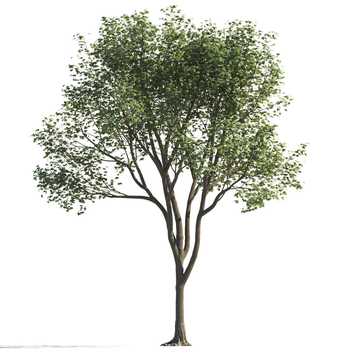 Archmodels vol 258 - collection of seasonal trees 3D model_121