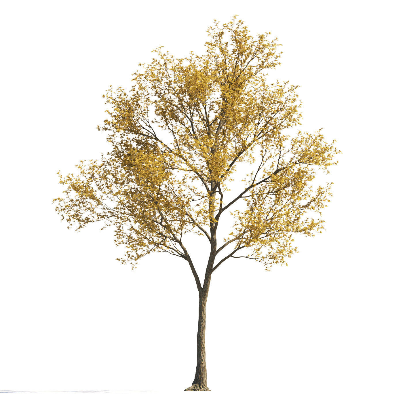 Archmodels vol 258 - collection of seasonal trees 3D model_32