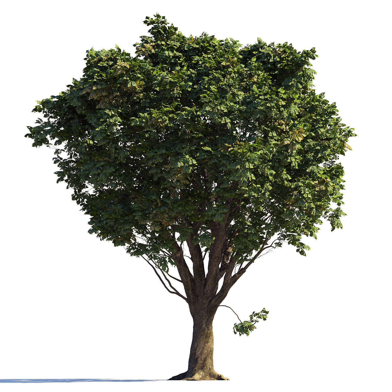 Archmodels vol 258 - collection of seasonal trees 3D model_96