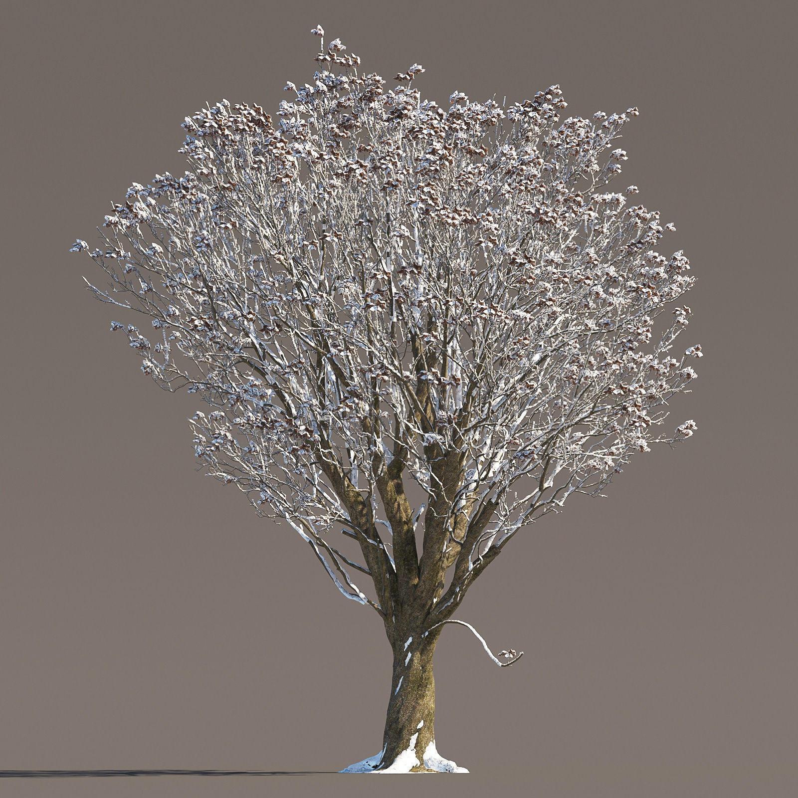 Archmodels vol 258 - collection of seasonal trees 3D model_56