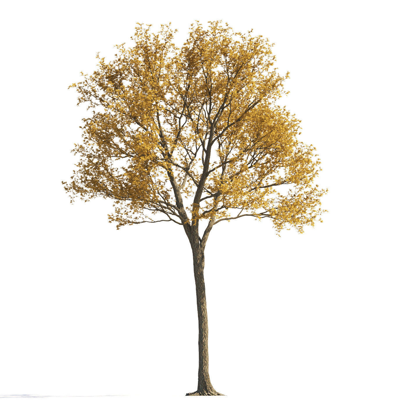 Archmodels vol 258 - collection of seasonal trees 3D model_34