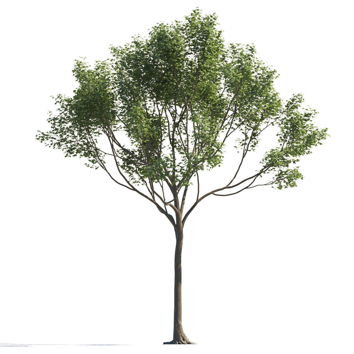 Archmodels vol 258 - collection of seasonal trees 3D model_118