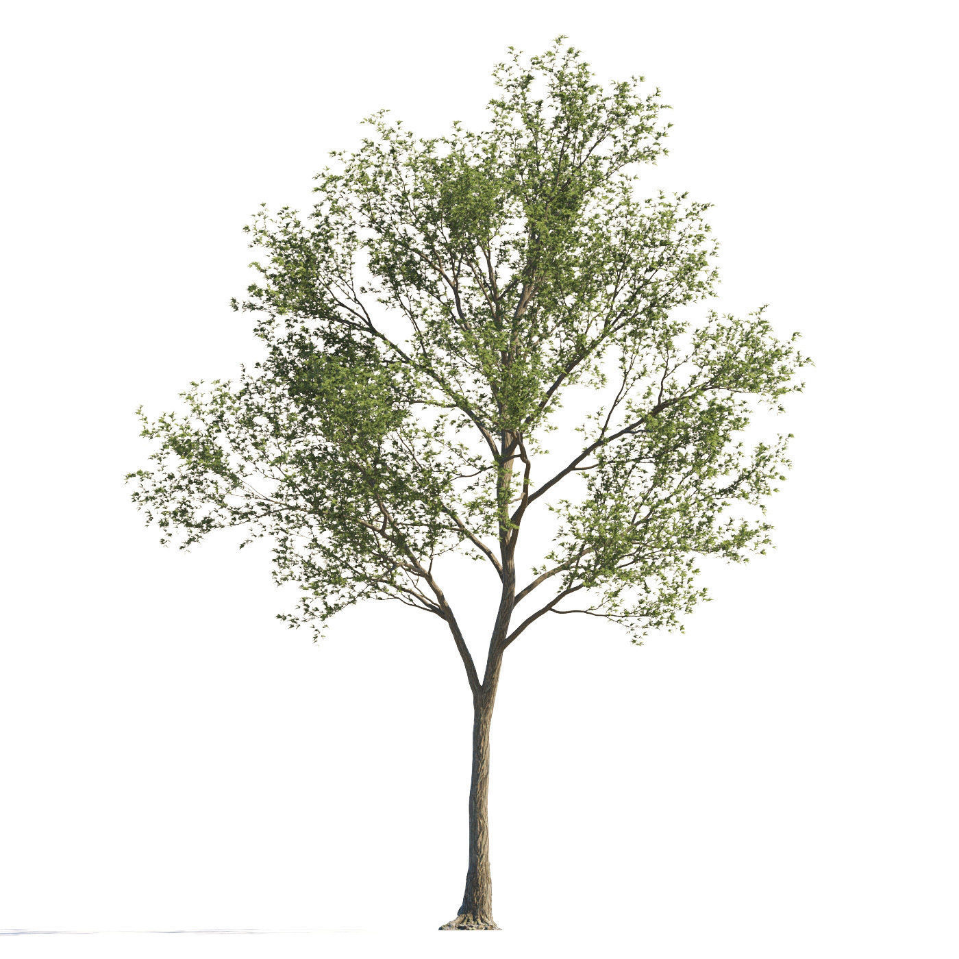 Archmodels vol 258 - collection of seasonal trees 3D model_112