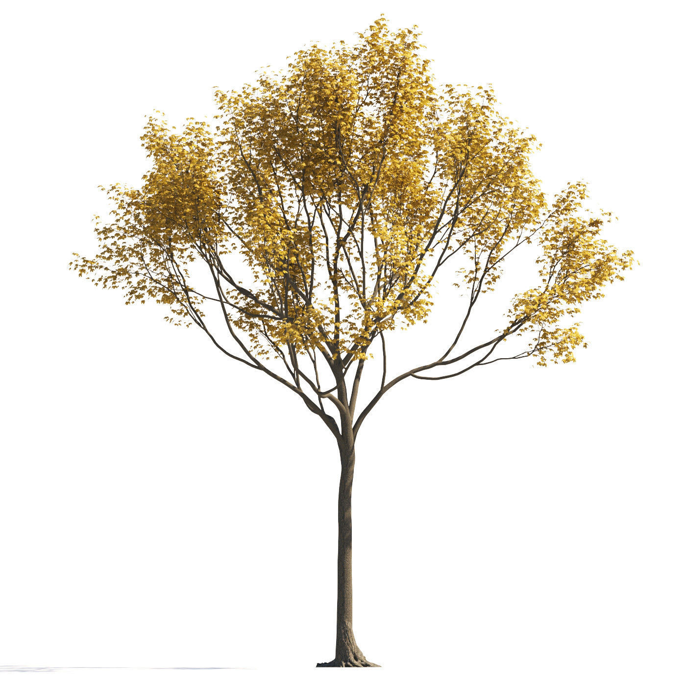 Archmodels vol 258 - collection of seasonal trees 3D model_38