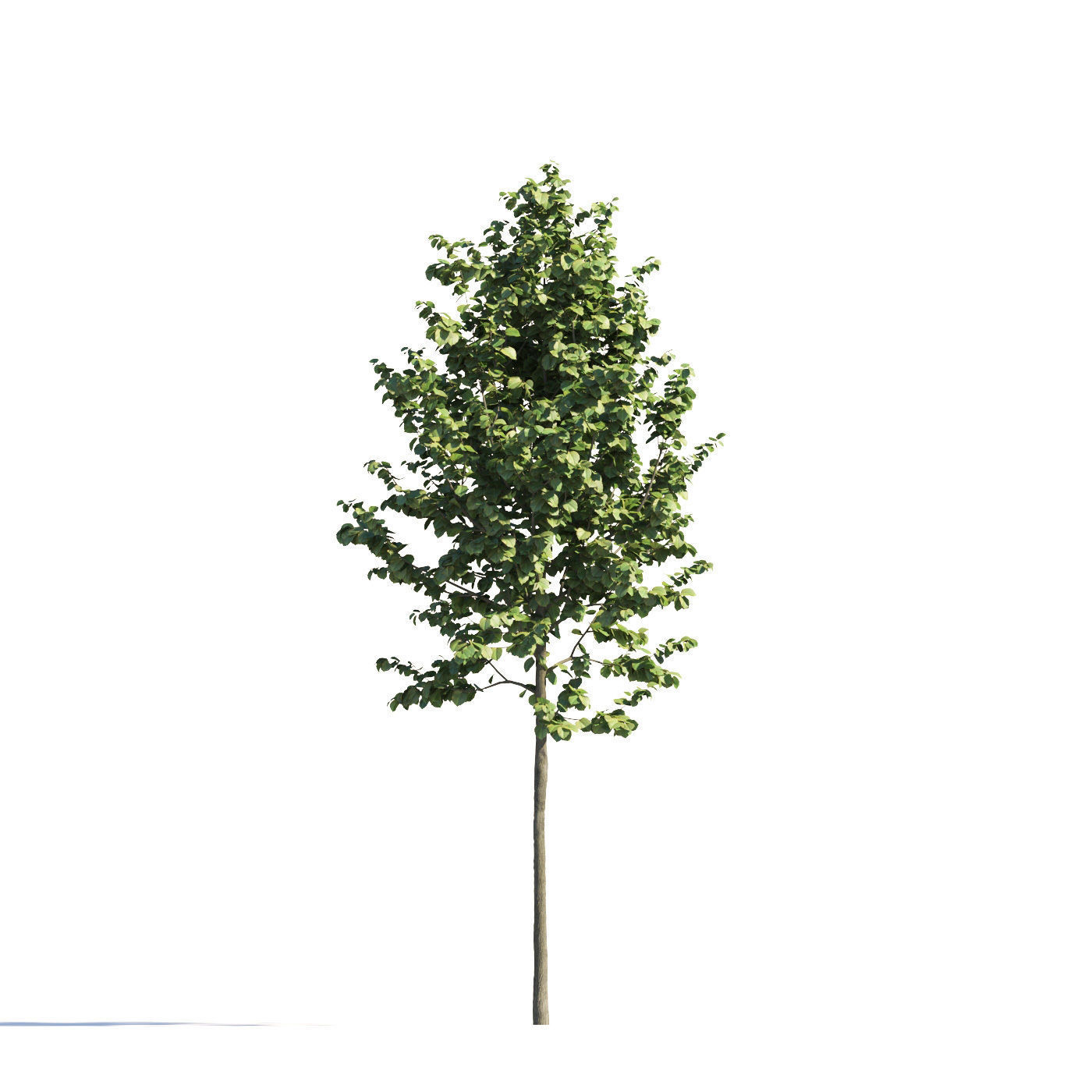 Archmodels vol 258 - collection of seasonal trees 3D model_104